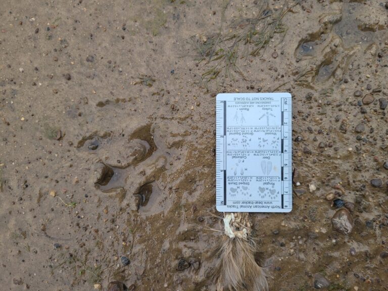 River Otter track.