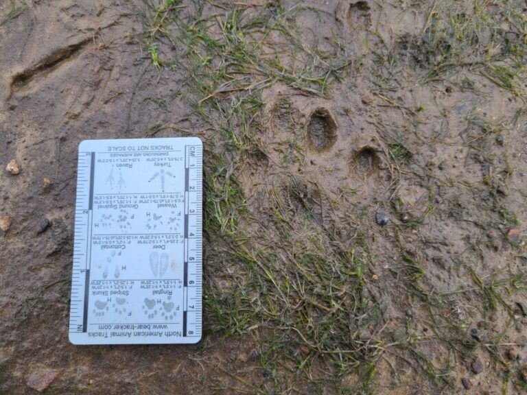 River Otter track.