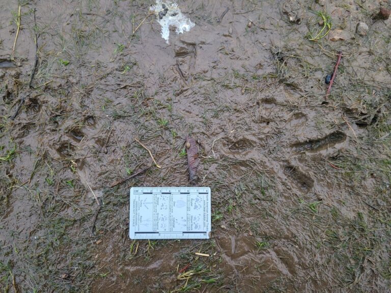 Do you see the Bald Eagle, River Otter, and Greater Yellowlegs tracks? I have marked them in the following photo. Do you see anything else?