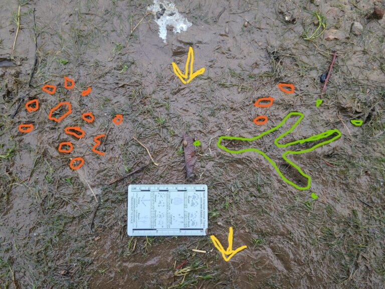 River Otter in orange; Greater Yellowlegs in yellow; Bald Eagle in green.