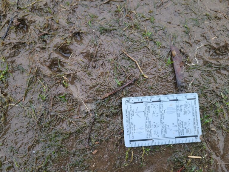 River Otter tracks.