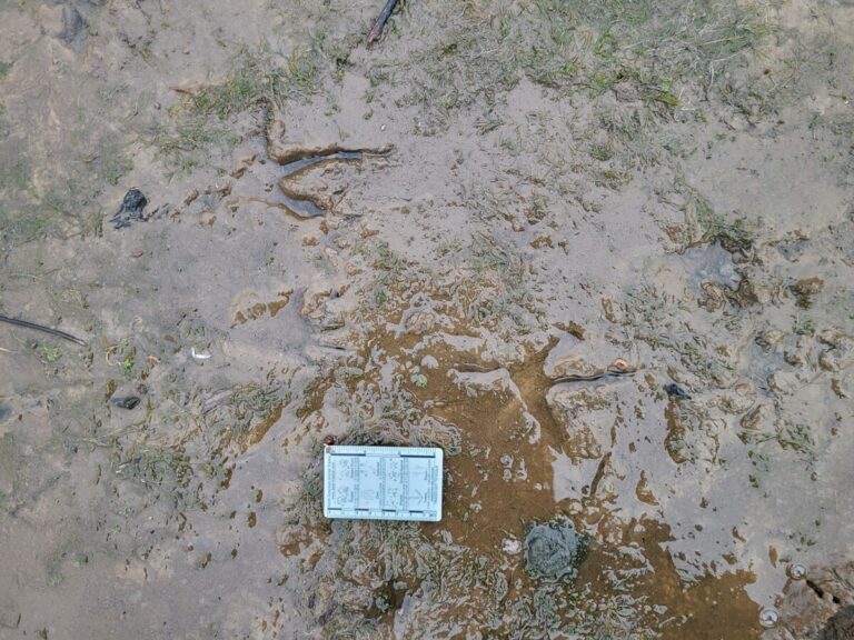 Bald Eagle tracks.