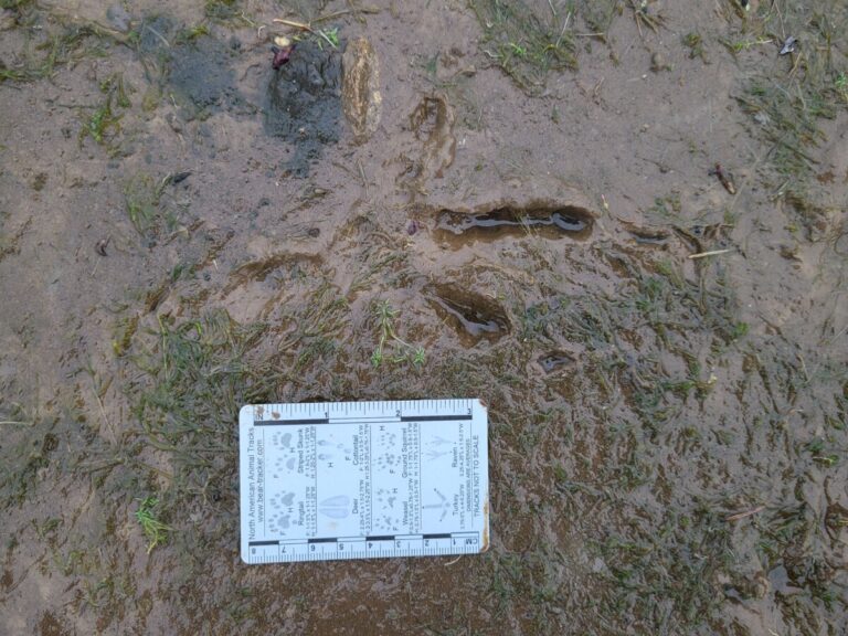 Bald Eagle track. Foot and talons marked in next photo.