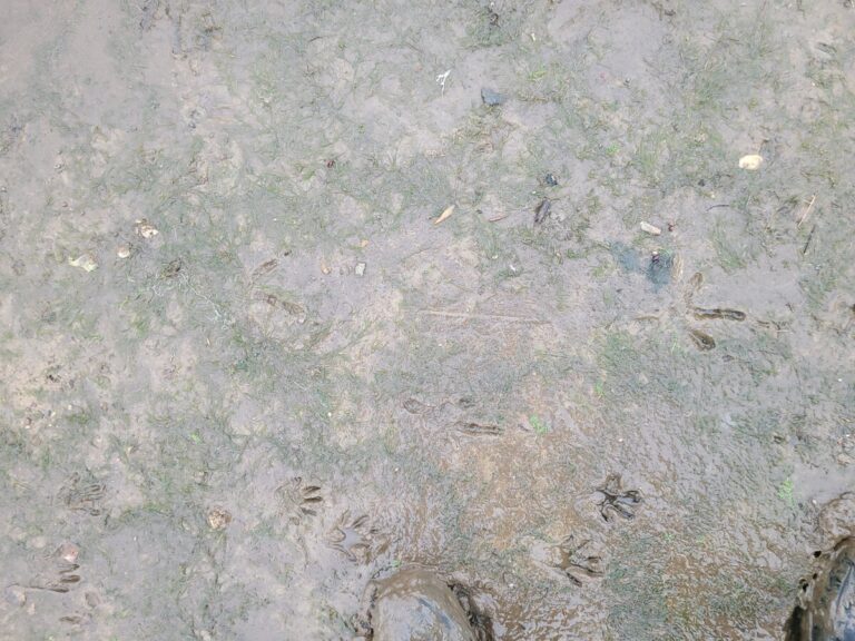 Bald Eagle tracks, traveling right.