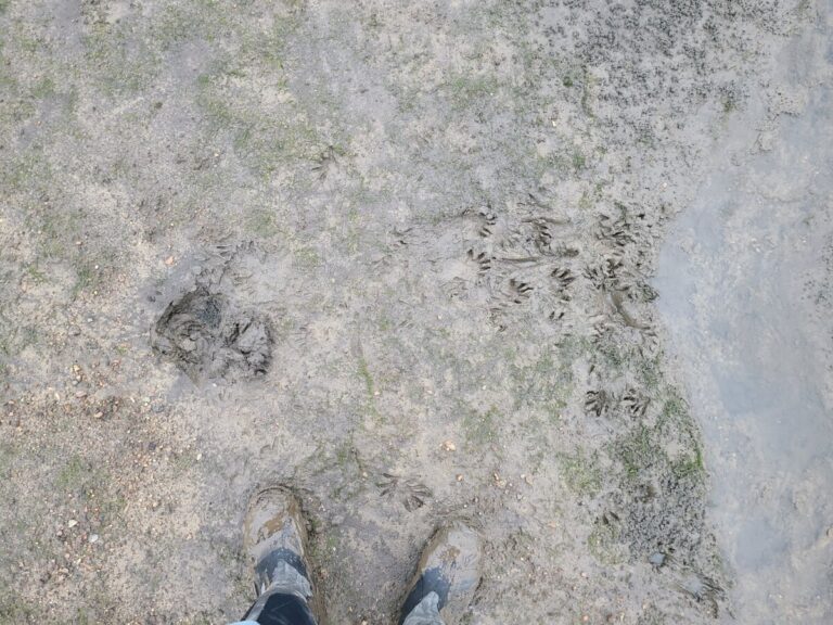 Abundant raccoon tracks near a dug-up crayfish hole.