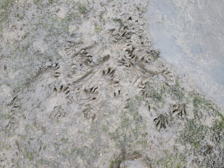 Concentrated activity of a raccoon, possibly a washing area.