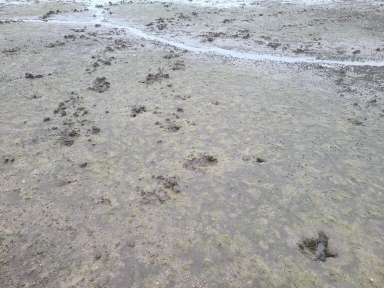 An abundance of mostly dug-up crayfish holes.