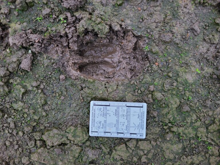 Deer track.