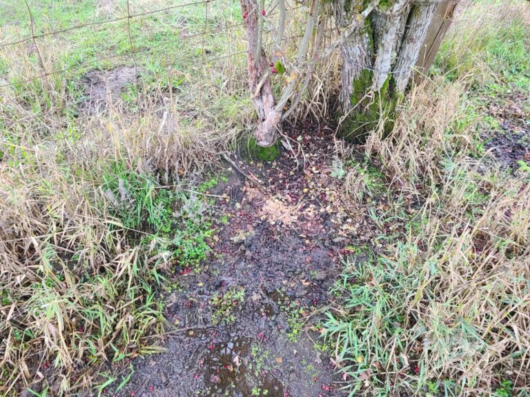 Raccoon latrine under an English Hawthorn.