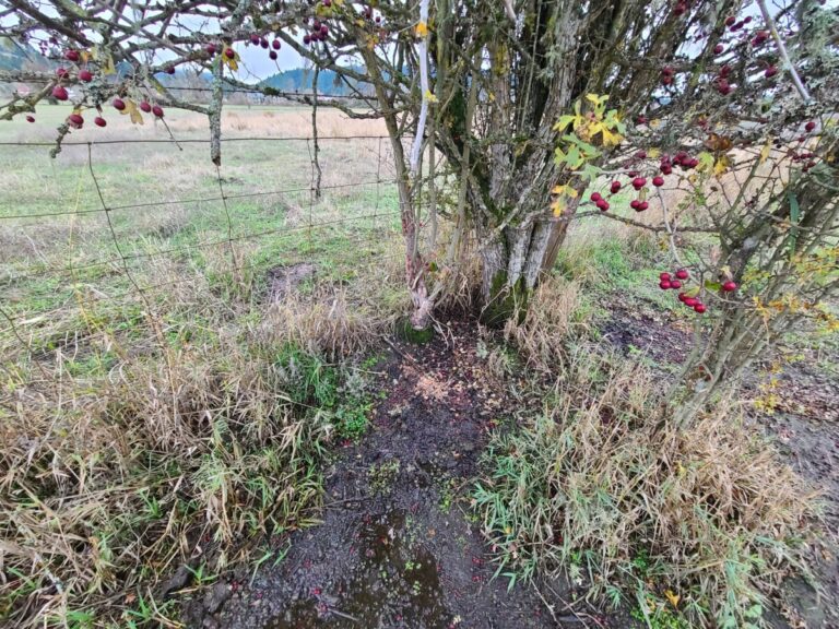 Raccoon latrine under an English Hawthorn.