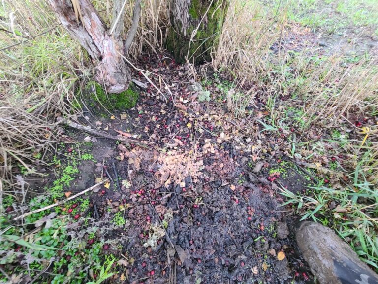 Raccoon latrine under an English Hawthorn.