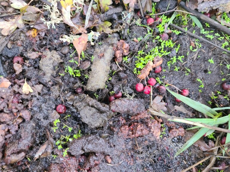 Raccoon latrine under an English Hawthorn, showing possible apple remains. There may also be some acorn fragments in there. The hawthorn berries appear to have just fallen from the tree above.