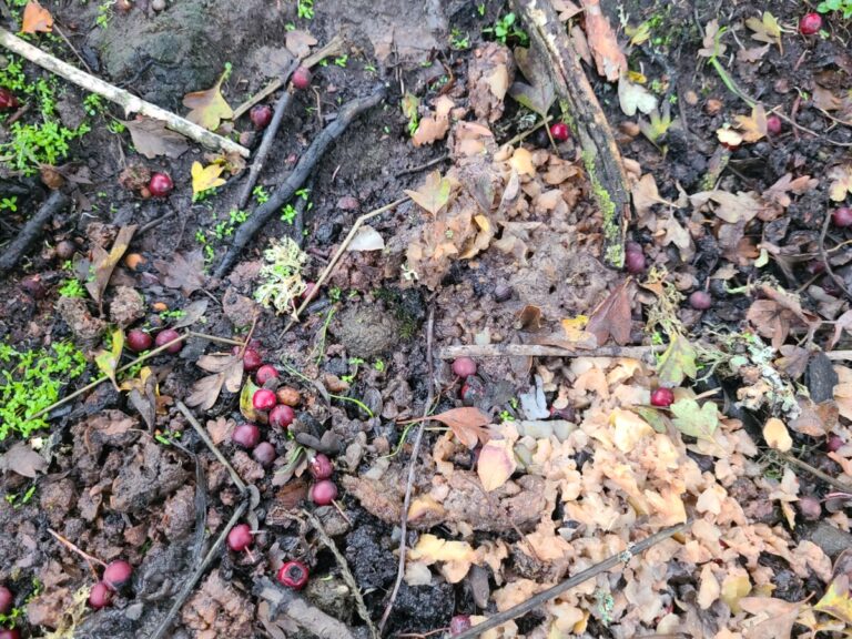 Raccoon latrine under an English Hawthorn, showing possible apple remains. There may also be some acorn fragments in there. The hawthorn berries appear to have just fallen from the tree above.