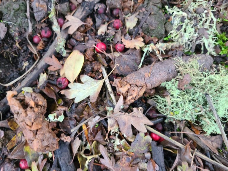 Raccoon latrine under an English Hawthorn, showing possible apple remains. There may also be some acorn fragments in there. The hawthorn berries appear to have just fallen from the tree above.