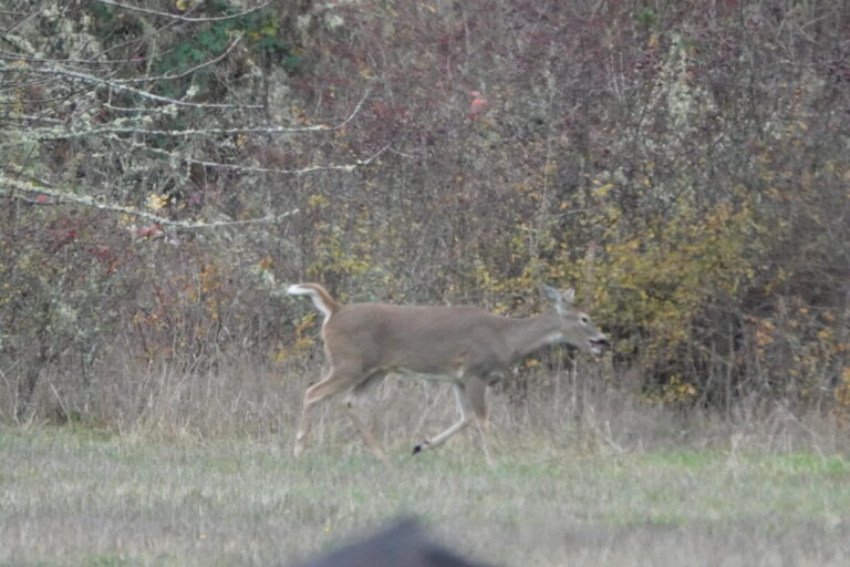 Doe Columbian White-tailed Deer