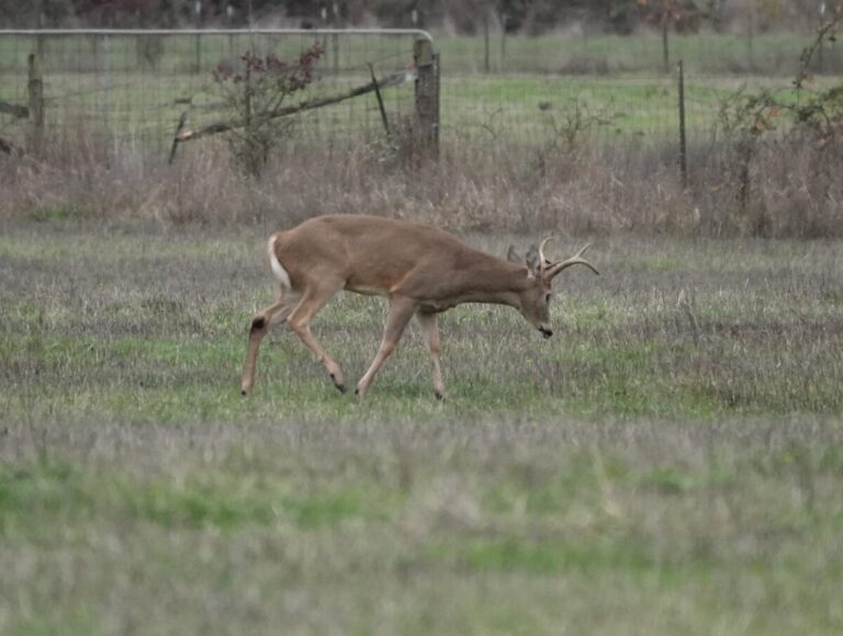 Buck Columbian White-tailed Deer