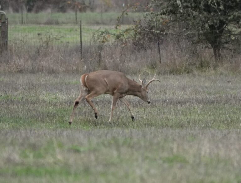 Buck Columbian White-tailed Deer