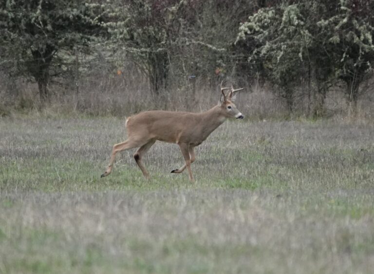 Buck Columbian White-tailed Deer