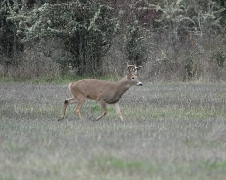 Buck Columbian White-tailed Deer