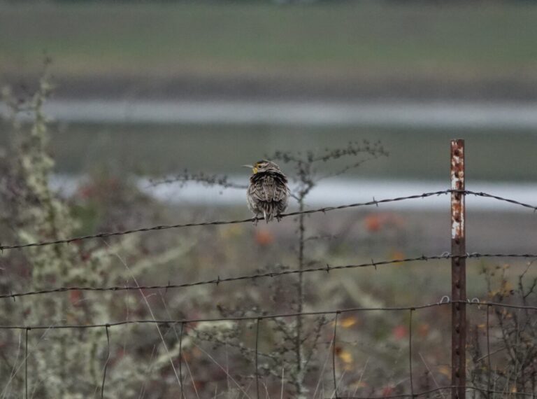 One Western Meadowlark stayed behind while about 20 more flew off from my approach.