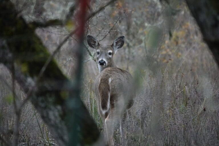 Doe Columbian White-tailed Deer