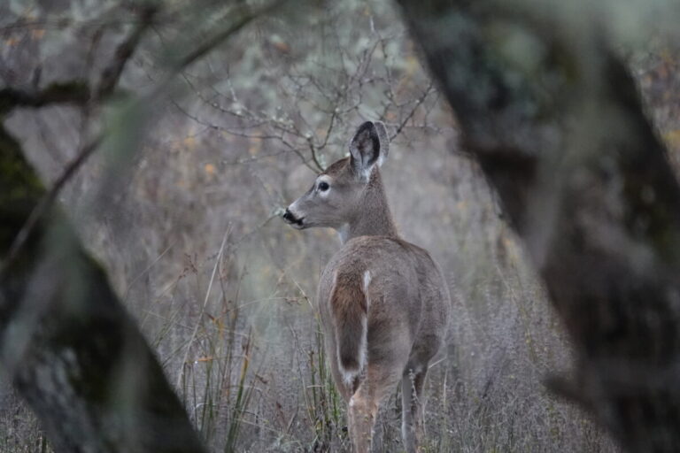 Doe Columbian White-tailed Deer