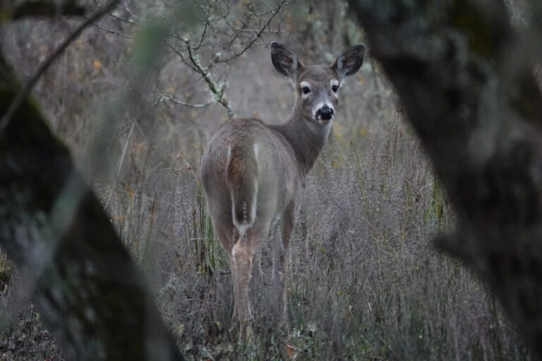 Doe Columbian White-tailed Deer