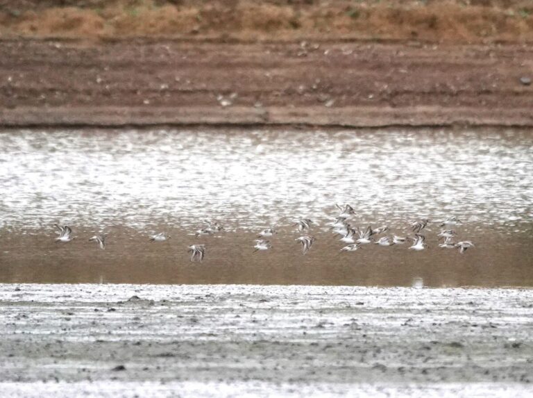 Least Sandpipers in flight.