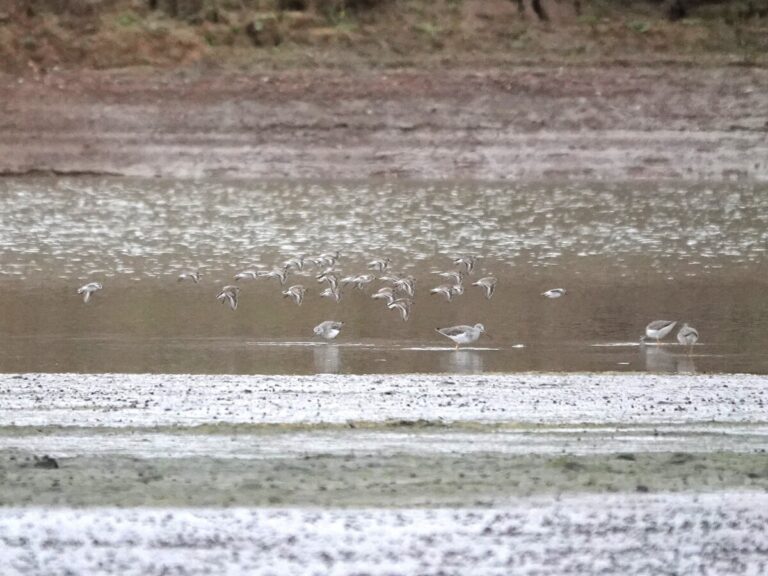 Greater Yellowlegs in water and Least Sandpipers in flight.