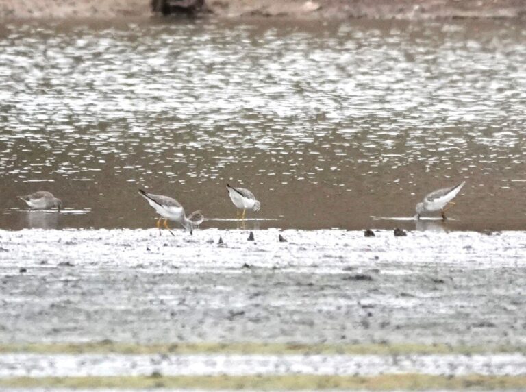 From left to right: Long-billed Dowitcher, Greater Yellowlegs, Least Sandpiper, Greater Yellowlegs, Greater Yellowlegs. Also note the crayfish excavation piles on the mud in front of the shorebirds.