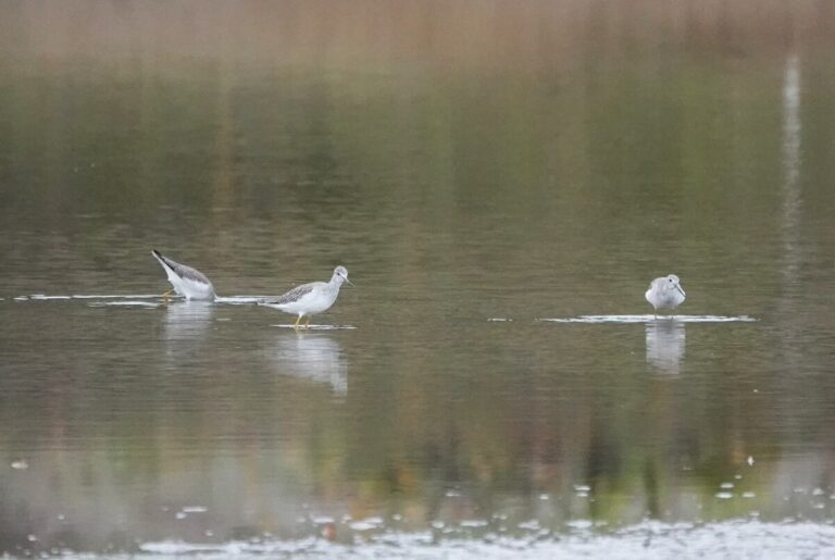 Greater Yellowlegs