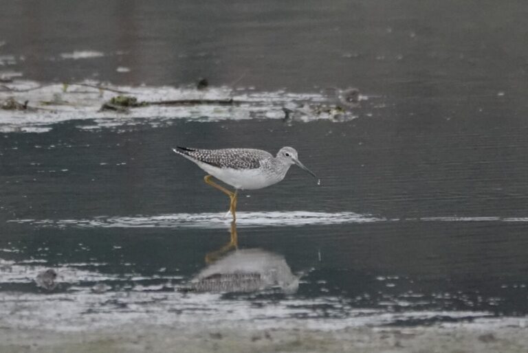 Greater Yellowlegs.