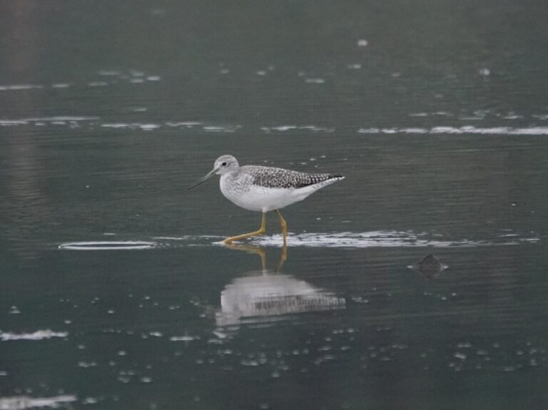 Greater Yellowlegs.