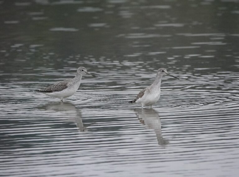 Greater Yellowlegs.