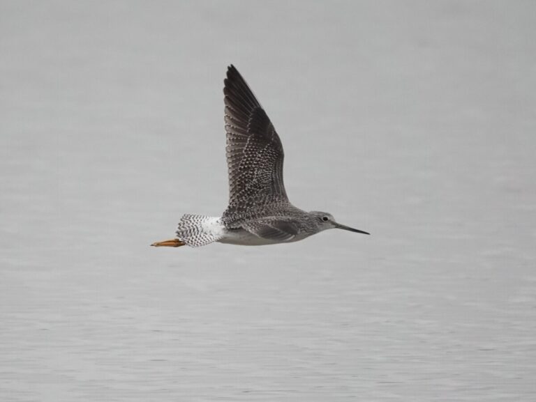 Greater Yellowlegs in flight.