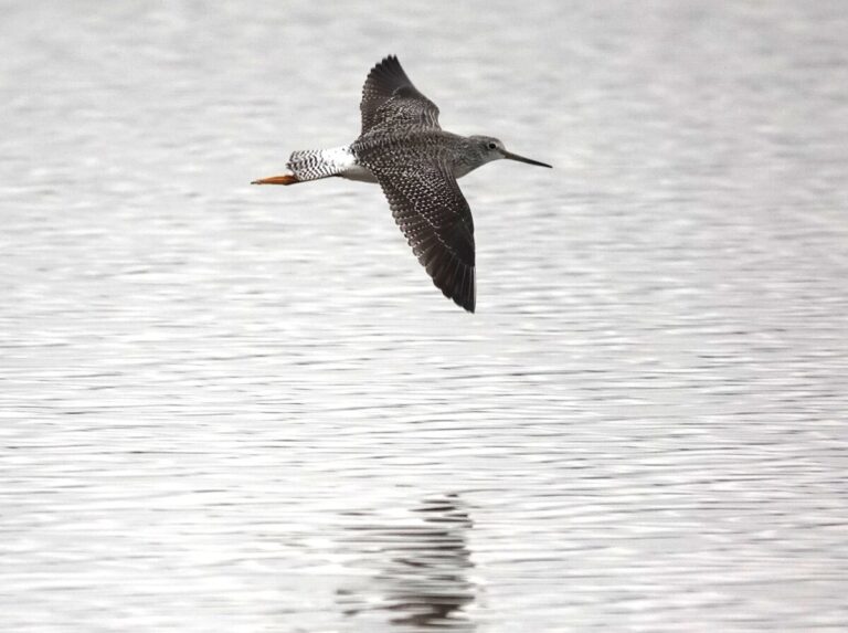 Greater Yellowlegs in flight.