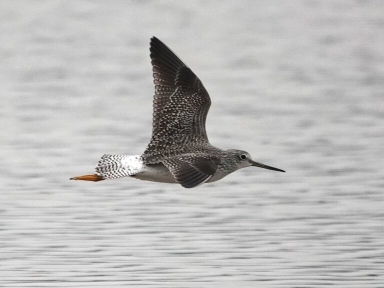 Greater Yellowlegs in flight.