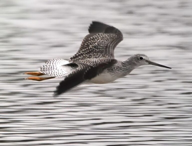 Greater Yellowlegs in flight.