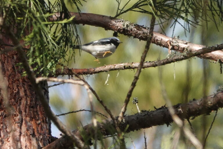 Black-throated Blue Warbler skipping through the canopy, December 19, 2022.