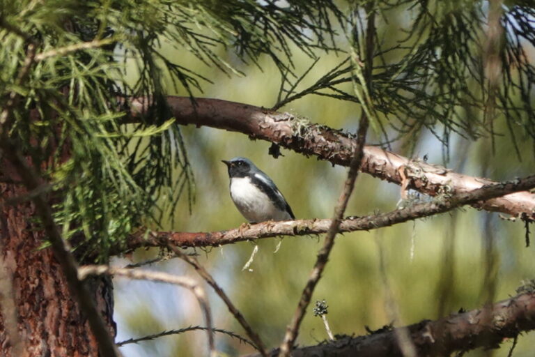 Black-throated Blue Warbler taking a sun break, December 19, 2022.