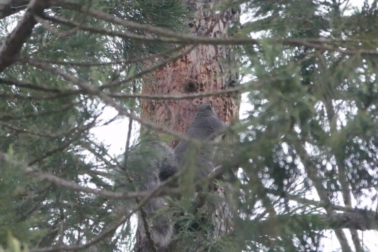 Western Gray Squirrel obtaining sap from the sap wells, December 22, 2022.