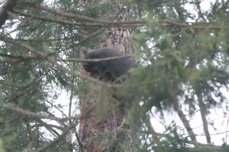 Western Gray Squirrel obtaining sap from the sap wells, December 22, 2022.