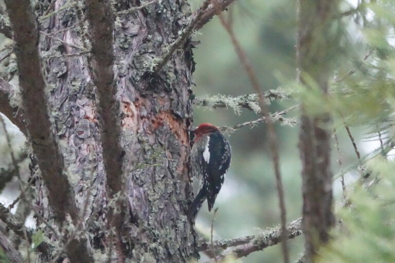 Red-breasted Sapsucker