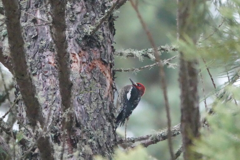 Red-breasted Sapsucker