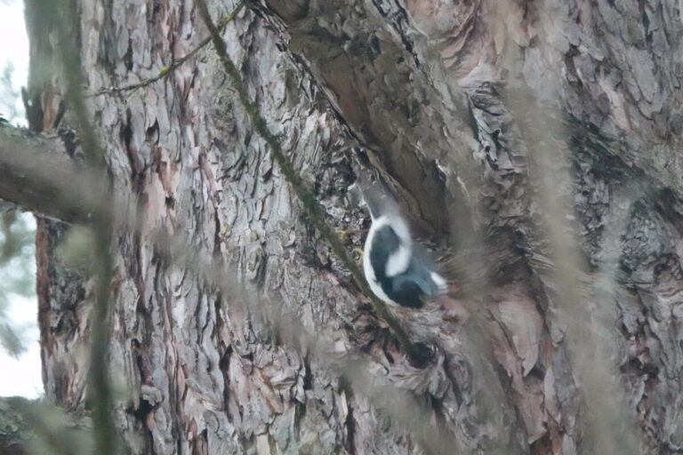 Black-throated Blue Warbler going after a flying insect.