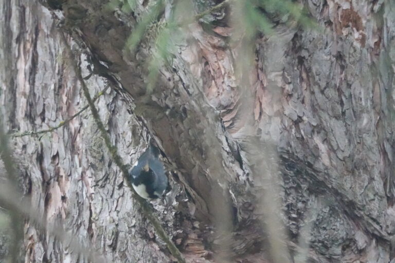 Black-throated Blue Warbler trying to snap up a flying insect.