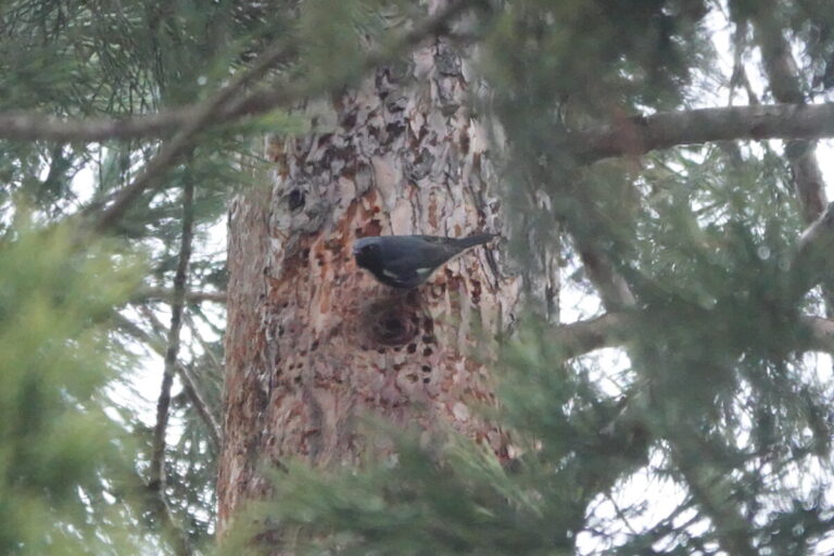 Male Black-throated Blue Warbler in between sips.