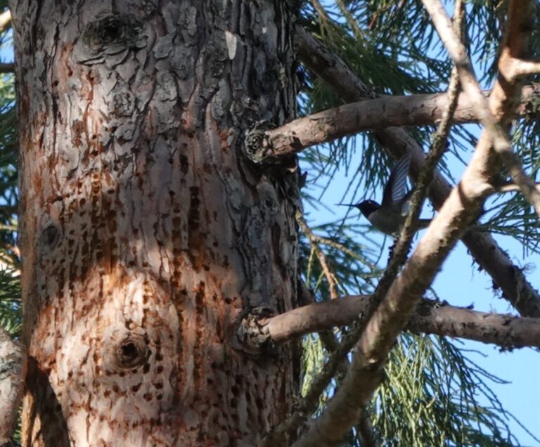 Anna's Hummingbird in a brief pause at a sap well, January 1, 2023.