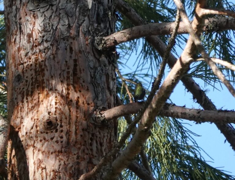 Anna's Hummingbird in a brief pause at a sap well, January 1, 2023.