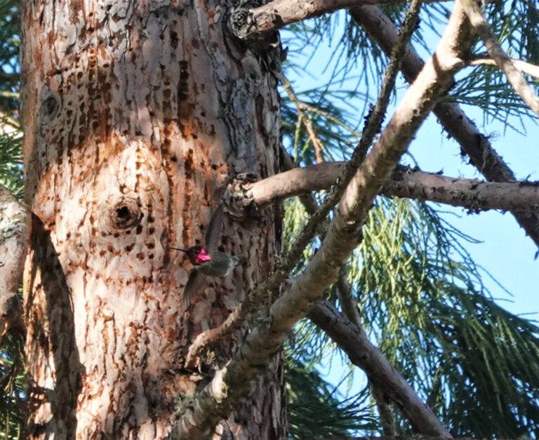 Anna's Hummingbird in a brief pause at a sap well, January 1, 2023.